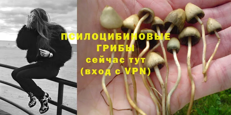 Псилоцибиновые грибы Psilocybe Иннополис